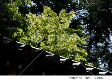 Tofukuji temple of fresh green 53906992