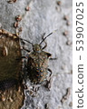 Larva of the rabbit bug 53907025