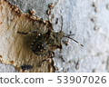 Larva of the rabbit bug 53907026