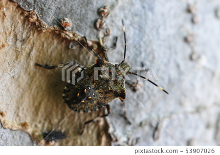 Larva of the rabbit bug Larva of the rabbit bug 53907026