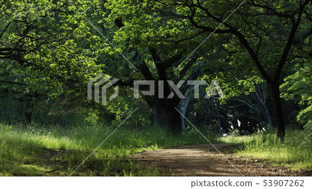 Forest path Forest path 53907262