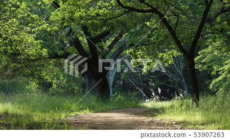 Forest path Forest path 53907263