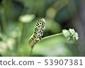 A quail 53907381