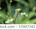 A quail 53907382