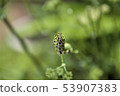 A quail 53907383