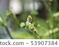A quail 53907384