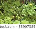A quail 53907385