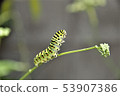 A quail 53907386