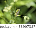 A quail 53907387
