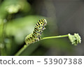 A quail 53907388