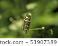 A quail 53907389