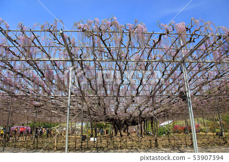 Wisteria flowers Wisteria flowers 53907394