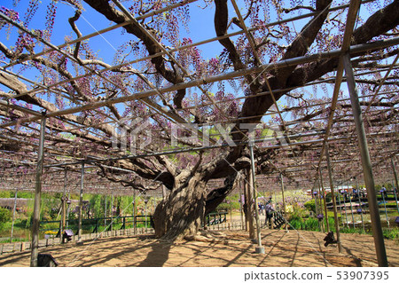 Wisteria flowers Wisteria flowers 53907395