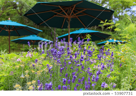  Kobe Nunobiki Herb Garden 53907731