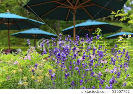  神戶布引香草園 53907732