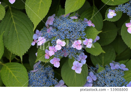 Ajisai Japanese Hydrangea in partial bloom 53908800