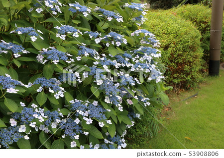 Ajisai Bush Japanese Hydrangea In Partial Bloom Stock Photo