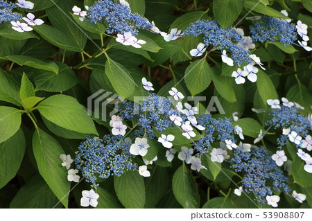 Ajisai bush Japanese Hydrangea in partial bloom 53908807