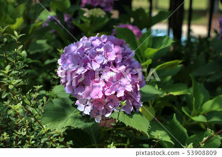 Ajisai Japanese Hydrangea in full bloom Ajisai Japanese Hydrangea in full bloom 53908809
