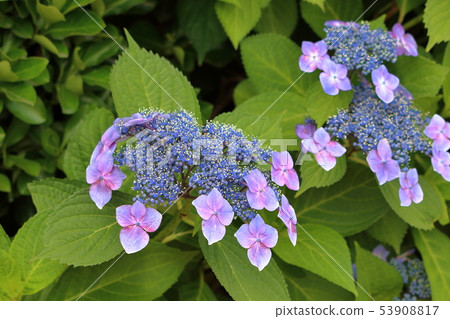 Ajisai Japanese Hydrangea in partial bloom 53908817