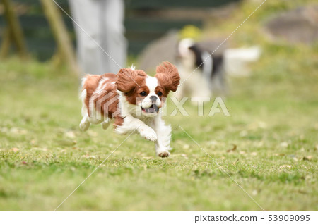 騎士 騎士 53909095