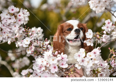 Cavalier Cavalier 53909144