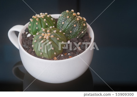 The cactus astro miracle in a white cup  on a 53909300