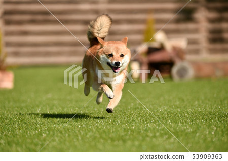 Shiba Inu Shiba Inu 53909363