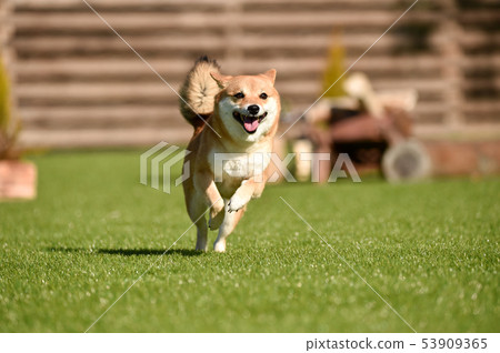 Shiba Inu 53909365
