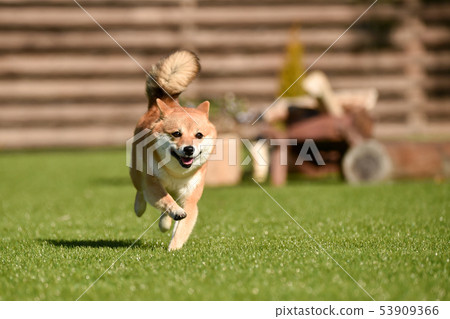 Shiba Inu 53909366