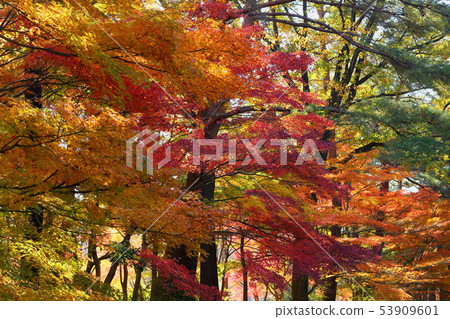 Autumn sun to illuminate the autumn leaves Autumn sun to illuminate the autumn leaves 53909601