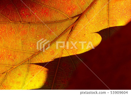 Autumn yang shape Autumn yang shape 53909604