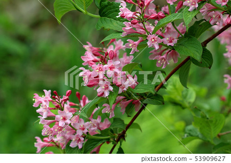 Freshly opened taro Tsunami Town, Fukushima Prefecture 53909627