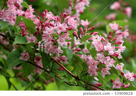Freshly-opened flowers of Tsunadumi-ku, Fukushima Prefecture 53909628