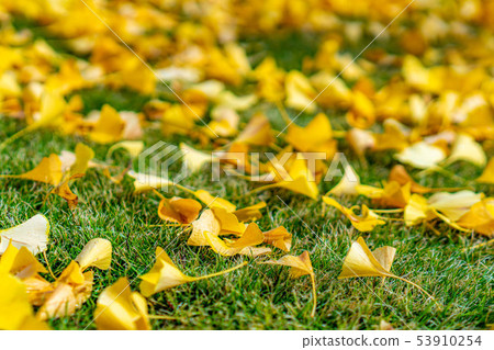 銀杏秋黃地毯[山梨縣] 53910254