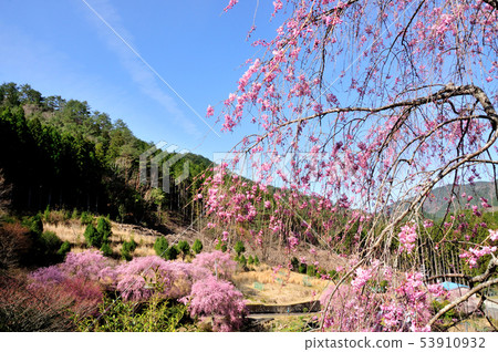 Cherry tree village of branch cherry blossoms 53910932