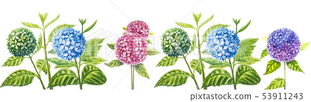 Hydrangea painting with watercolor. Hydrangea painting with watercolor. 53911243