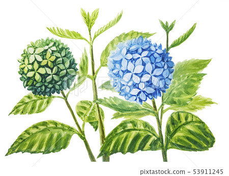 Hydrangea painting with watercolor. Hydrangea painting with watercolor. 53911245