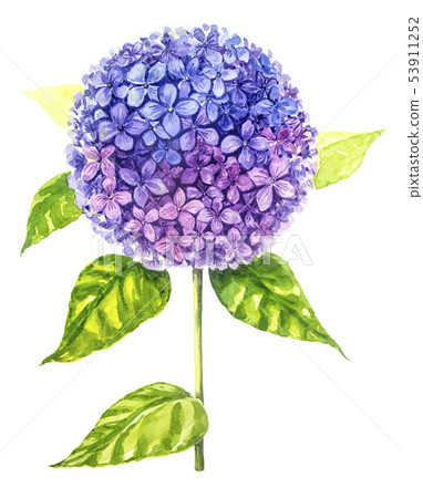 Hydrangea painting with watercolor. 53911252