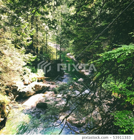 Forest_CANADA /林恩峽谷公園 Forest_CANADA /林恩峽谷公園 53911383