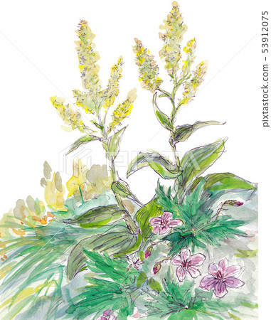 越後Komagatake的花田 越後Komagatake的花田 53912075