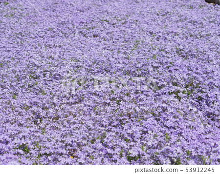 Flower bed Flower bed 53912245
