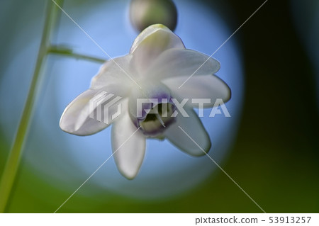 Renge shuuma blooming under the forest Renge shuuma blooming under the forest 53913257