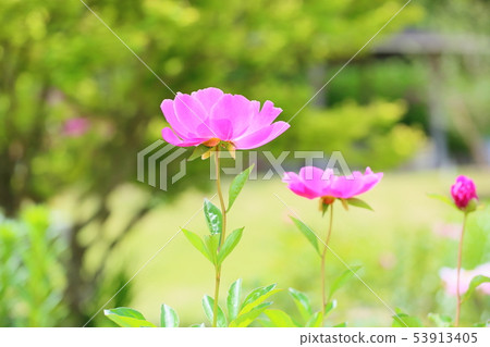 牡丹牡丹 牡丹牡丹 53913405