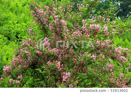 Flowering sage tree Tadami Town, Fukushima Prefecture Flowering sage tree Tadami Town, Fukushima Prefecture 53913602