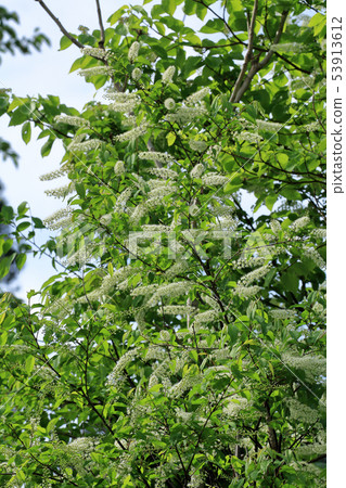 Flowering Uwa Mizuzakura Shiomi Town, Fukushima Prefecture Flowering Uwa Mizuzakura Shiomi Town, Fukushima Prefecture 53913612
