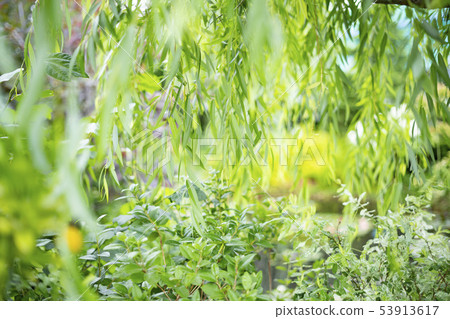 大大模糊的自然形象 大大模糊的自然形象 53913617