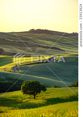 Tuscany landscape at sunrise. Typical for the Tuscany landscape at sunrise. Typical for the 53913624