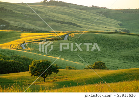 Tuscany landscape at sunrise. Typical for the Tuscany landscape at sunrise. Typical for the 53913626