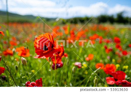 ectacular vivid bloom close up of Poppies in Poppy ectacular vivid bloom close up of Poppies in Poppy 53913630